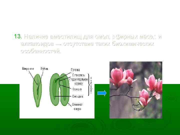 13. Наличие вместилищ для смол, эфирных масел и алкалоидов → отсутствие таких биохимических особенностей.