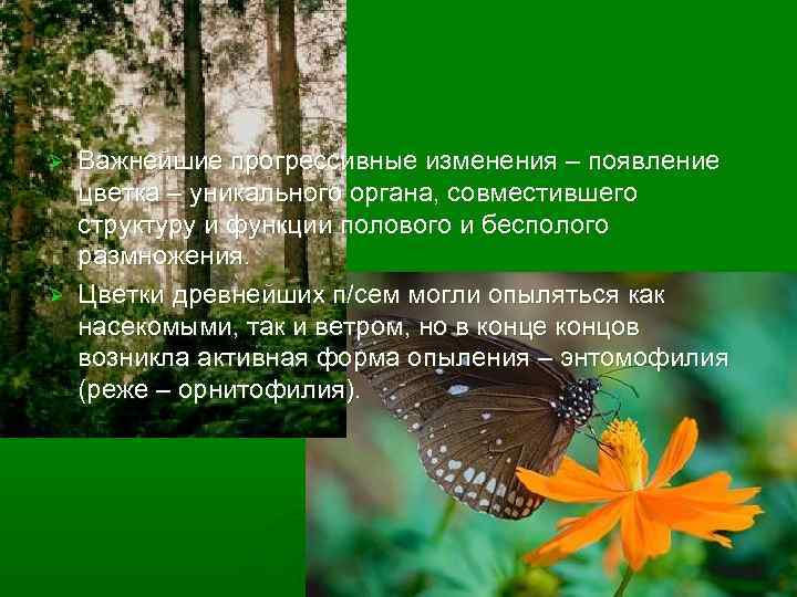 Важнейшие прогрессивные изменения – появление цветка – уникального органа, совместившего структуру и функции полового
