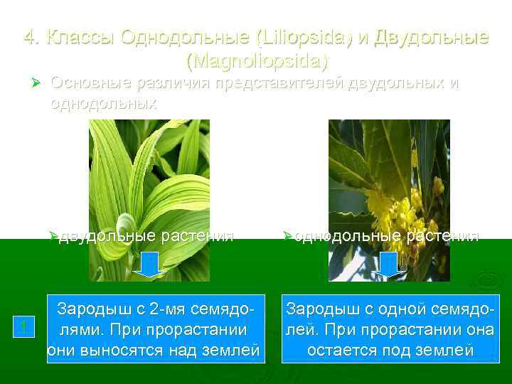 4. Классы Однодольные (Liliopsida) и Двудольные (Magnoliopsida) Ø Основные различия представителей двудольных и однодольных