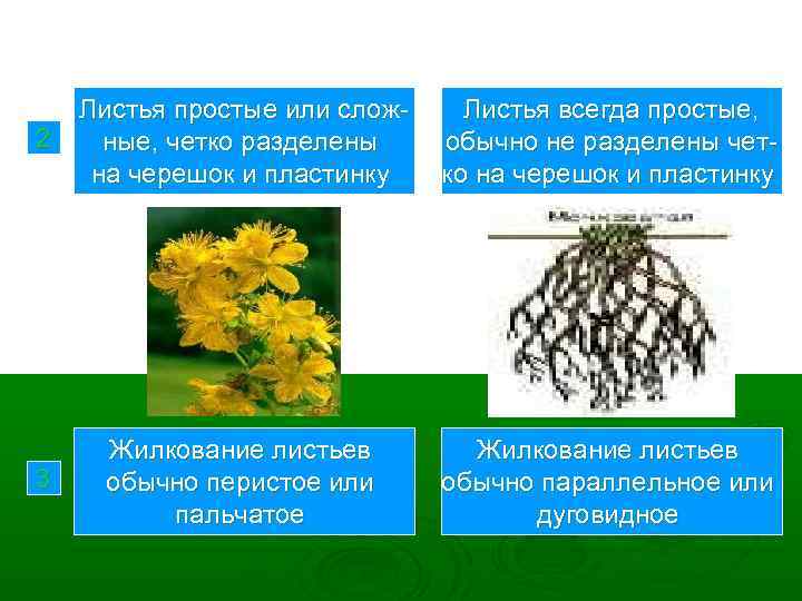 2 Листья простые или сложные, четко разделены на черешок и пластинку Листья всегда простые,