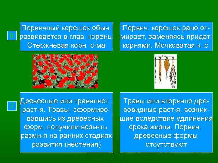 Первичный корешок обыч. Первич. корешок рано от6 развивается в глав. корень. мирает, заменяясь придат.