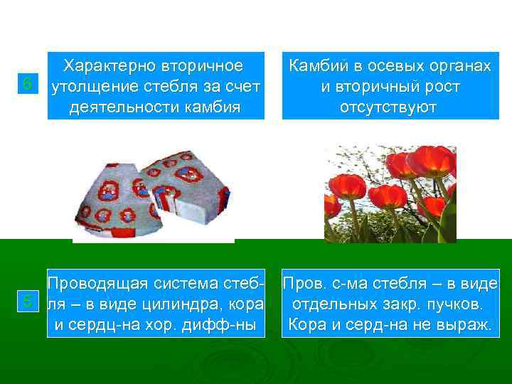 6 Характерно вторичное утолщение стебля за счет деятельности камбия Проводящая система стеб 5 ля