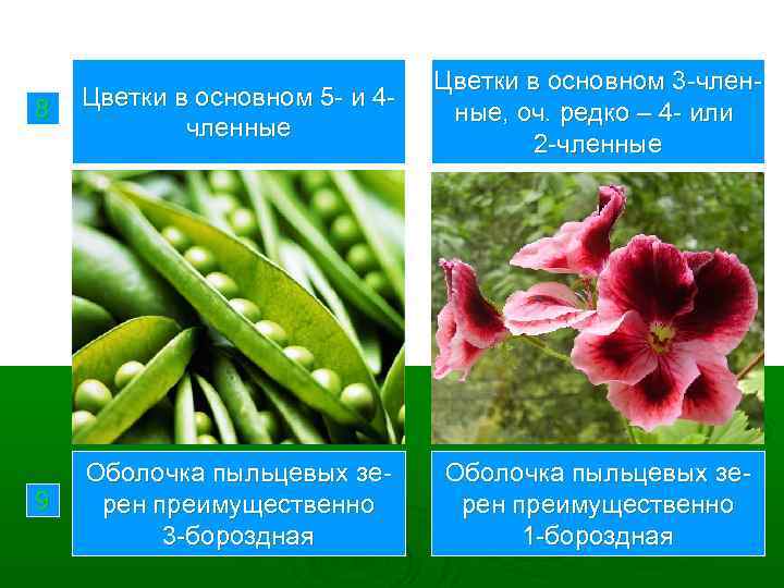 8 Цветки в основном 5 - и 4 членные Цветки в основном 3 -членные,
