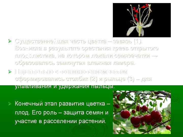 Существеннейшая часть цветка – завязь (1). Возникла в результате срастания краев открытого плодолистика, на