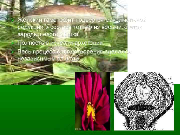 Женский гаметофит подвергся максимальной редукции и состоит только из восьми клеток зародышевого мешка. Ø