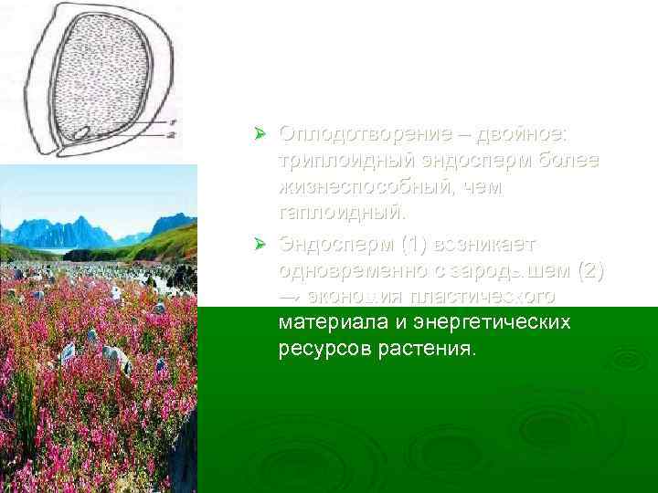 Оплодотворение – двойное: триплоидный эндосперм более жизнеспособный, чем гаплоидный. Ø Эндосперм (1) возникает одновременно
