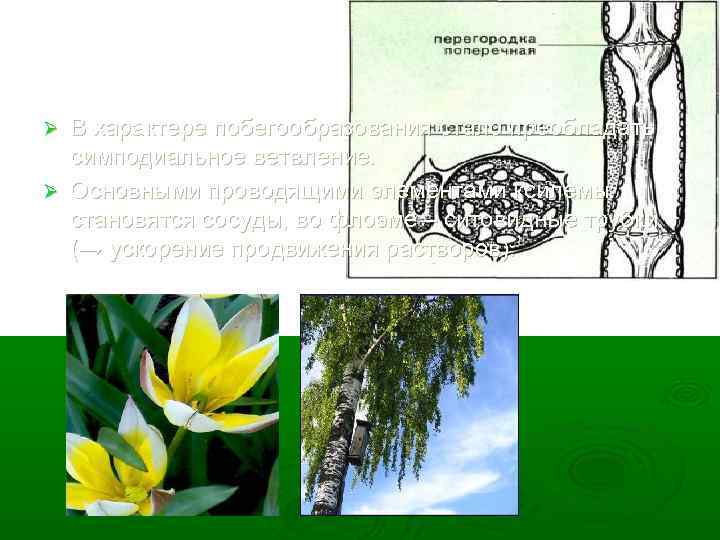 В характере побегообразования стало преобладать симподиальное ветвление. Ø Основными проводящими элементами ксилемы становятся сосуды,