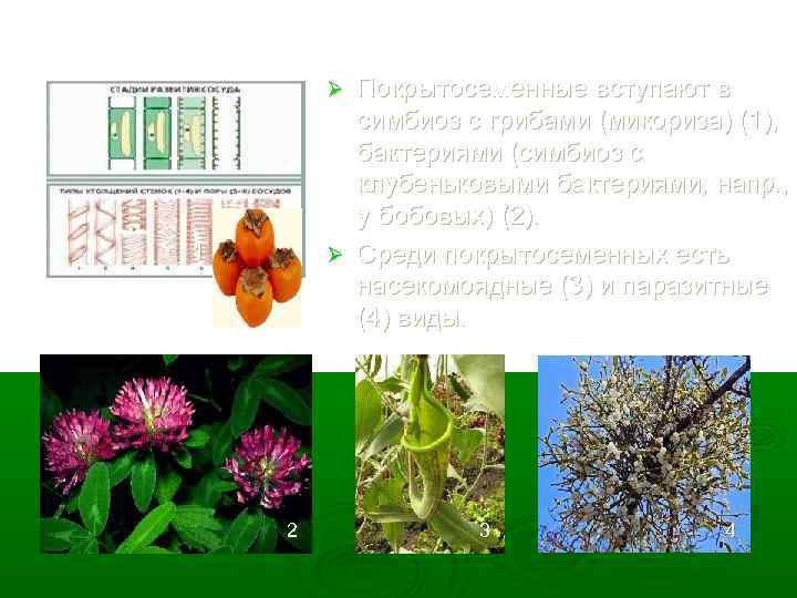 Покрытосеменные вступают в симбиоз с грибами (микориза) (1), бактериями (симбиоз с клубеньковыми бактериями, напр.