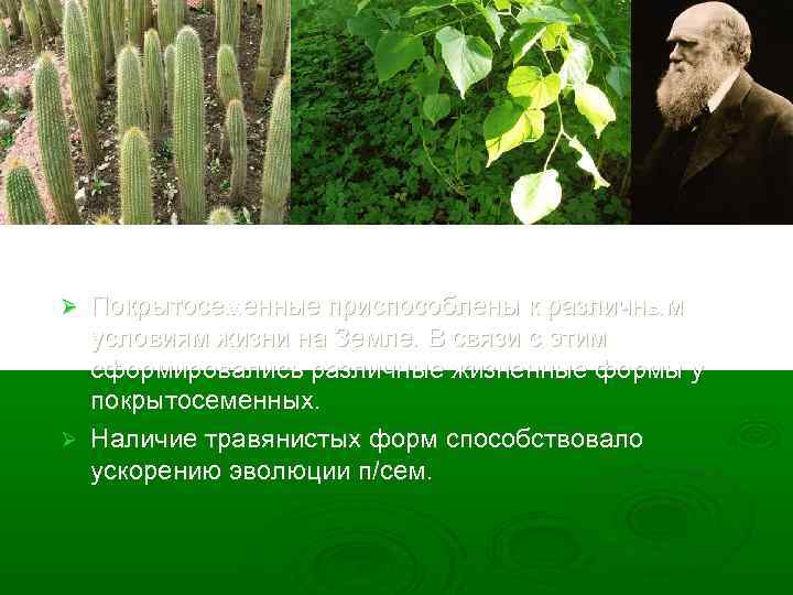 Покрытосеменные приспособлены к различным условиям жизни на Земле. В связи с этим сформировались различные