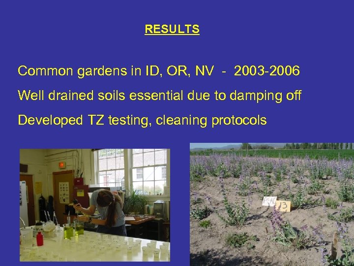 RESULTS Common gardens in ID, OR, NV - 2003 -2006 Well drained soils essential
