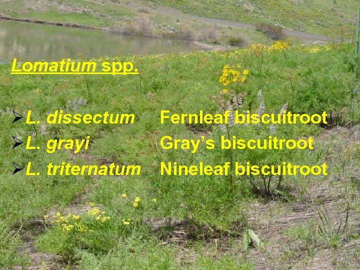 Lomatium spp. ØL. dissectum ØL. grayi ØL. triternatum Fernleaf biscuitroot Gray’s biscuitroot Nineleaf biscuitroot