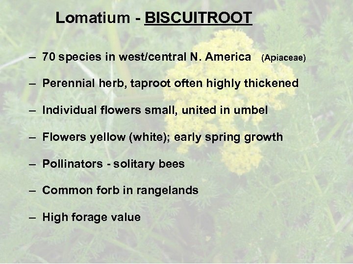 Lomatium - BISCUITROOT – 70 species in west/central N. America (Apiaceae) – Perennial herb,