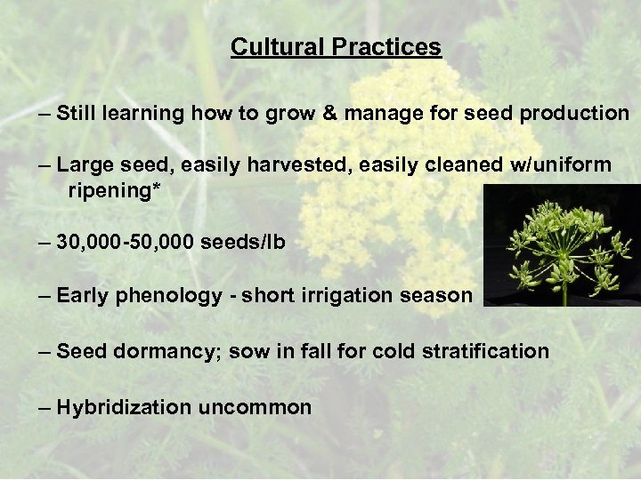 Cultural Practices – Still learning how to grow & manage for seed production –