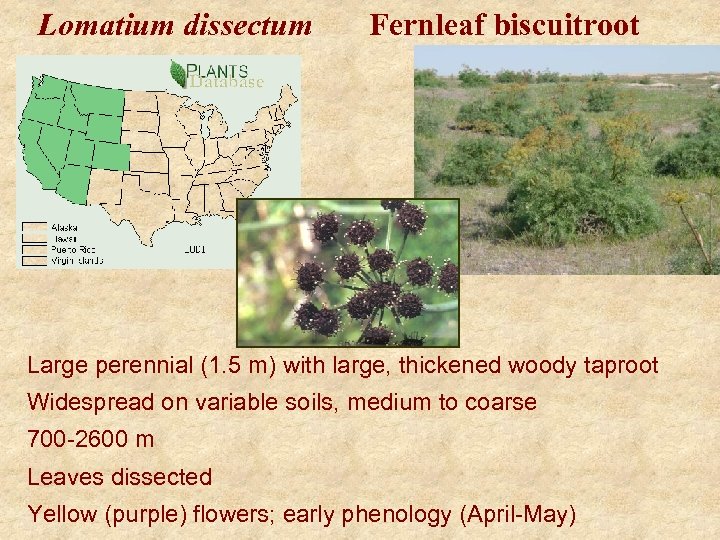 Lomatium dissectum Fernleaf biscuitroot Large perennial (1. 5 m) with large, thickened woody taproot