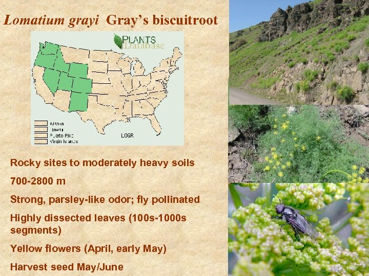 Lomatium grayi Gray’s biscuitroot Rocky sites to moderately heavy soils 700 -2800 m Strong,