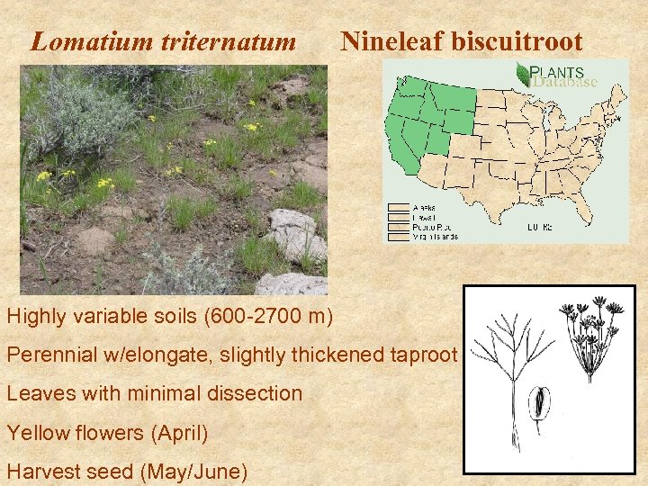 Lomatium triternatum Nineleaf biscuitroot Highly variable soils (600 -2700 m) Perennial w/elongate, slightly thickened
