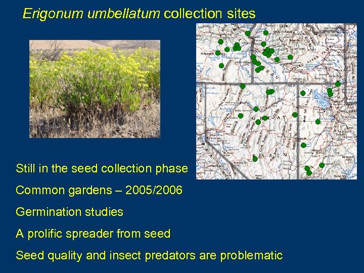 Erigonum umbellatum collection sites Still in the seed collection phase Common gardens – 2005/2006