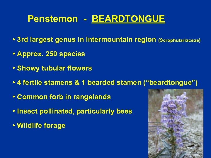 Penstemon - BEARDTONGUE • 3 rd largest genus in Intermountain region (Scrophulariaceae) • Approx.