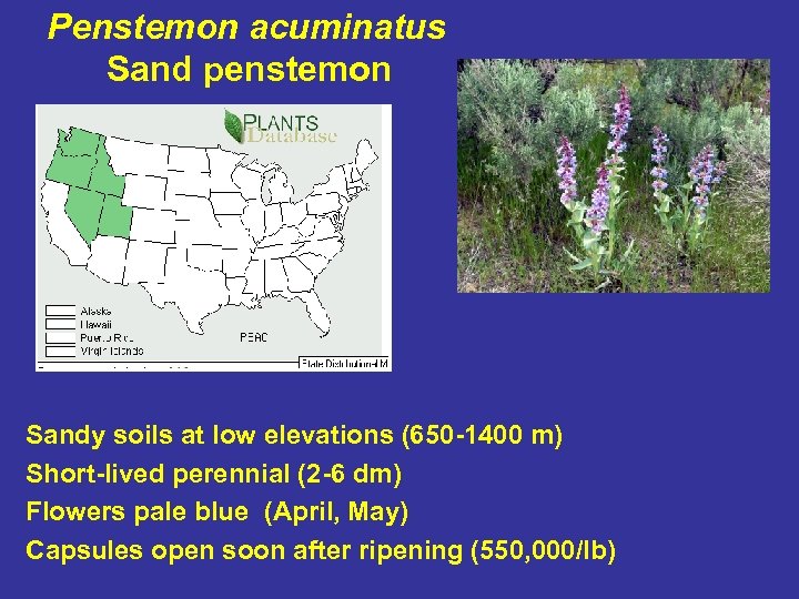 Penstemon acuminatus Sand penstemon Sandy soils at low elevations (650 -1400 m) Short-lived perennial