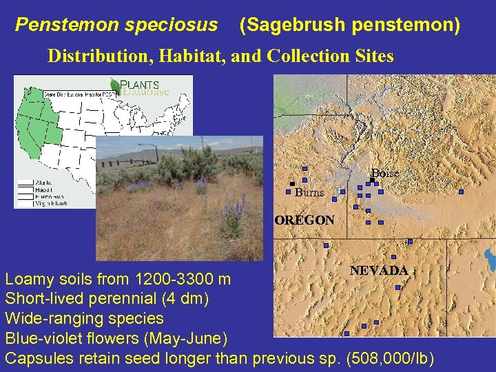 Penstemon speciosus (Sagebrush penstemon) Distribution, Habitat, and Collection Sites Boise Burns OREGON NEVADA Loamy