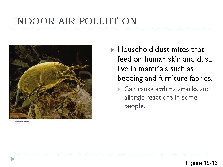 INDOOR AIR POLLUTION Household dust mites that feed on human skin and dust, live