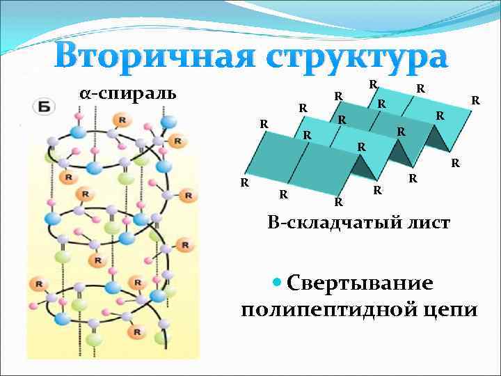 Вторичная структура α-спираль R R R R R Β-складчатый лист Свертывание полипептидной цепи 