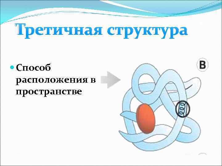 Третичная структура Способ расположения в пространстве Третична я структура 