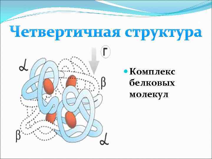 Четвертичн ая структура Четвертичная структура Комплекс белковых молекул 