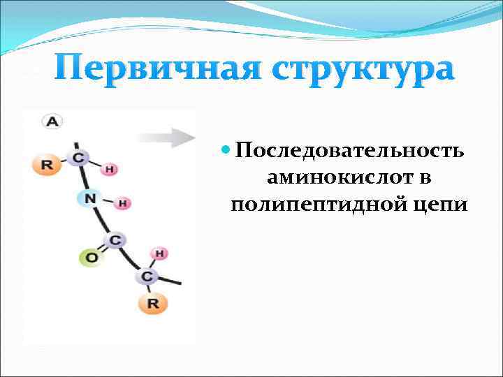 Полипептидная цепь белка. Структура полипептидной цепи. Первичная структура цепочка аминокислот. Закономерности строения полипептидной цепи. Последовательность аминокислот в полипептидной цепи.