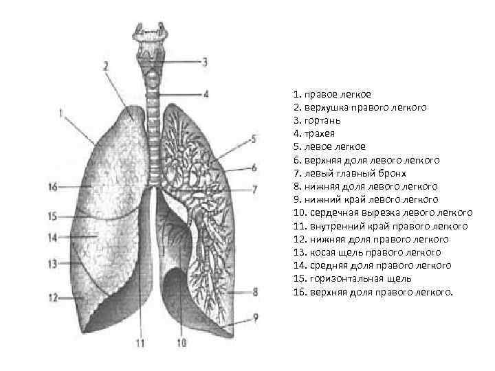 1. правое легкое 2. верхушка правого легкого 3. гортань 4. трахея 5. левое легкое