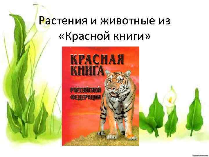 Растения и животные из «Красной книги» 