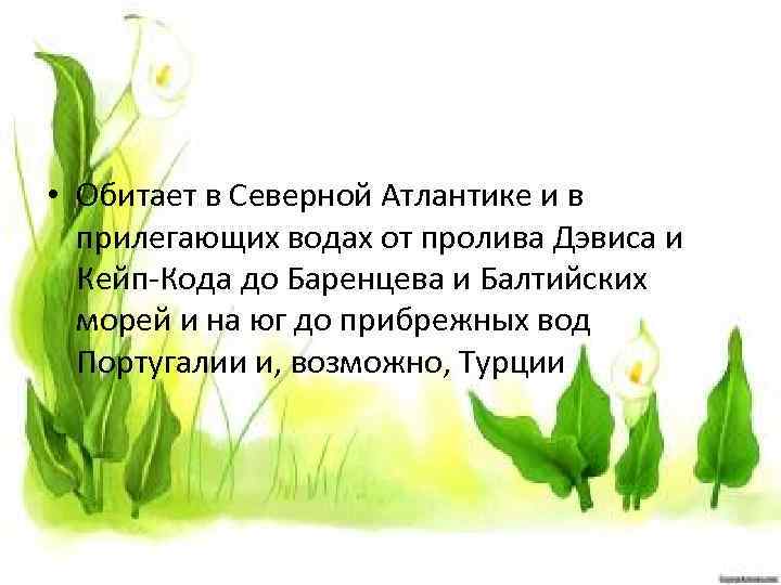  • Обитает в Северной Атлантике и в прилегающих водах от пролива Дэвиса и