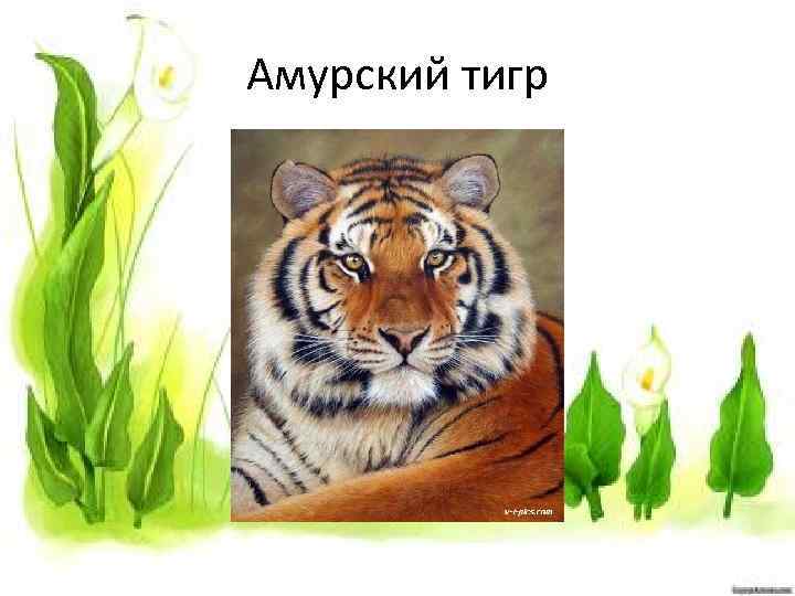 Амурский тигр 
