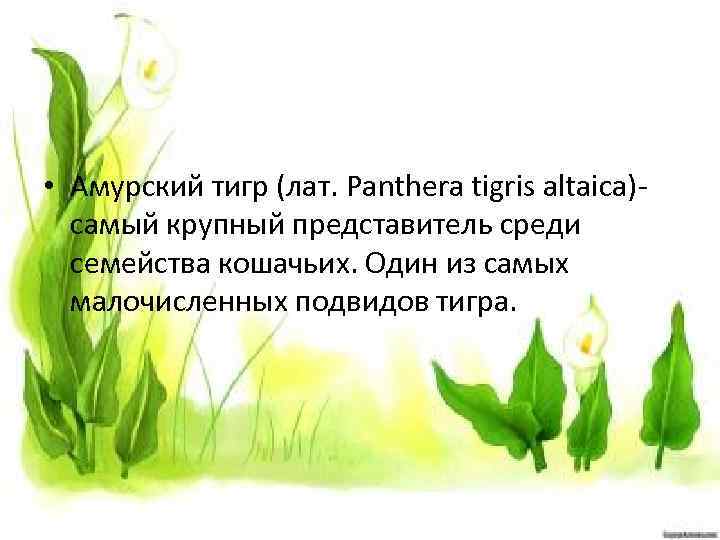  • Амурский тигр (лат. Panthera tigris altaica)самый крупный представитель среди семейства кошачьих. Один