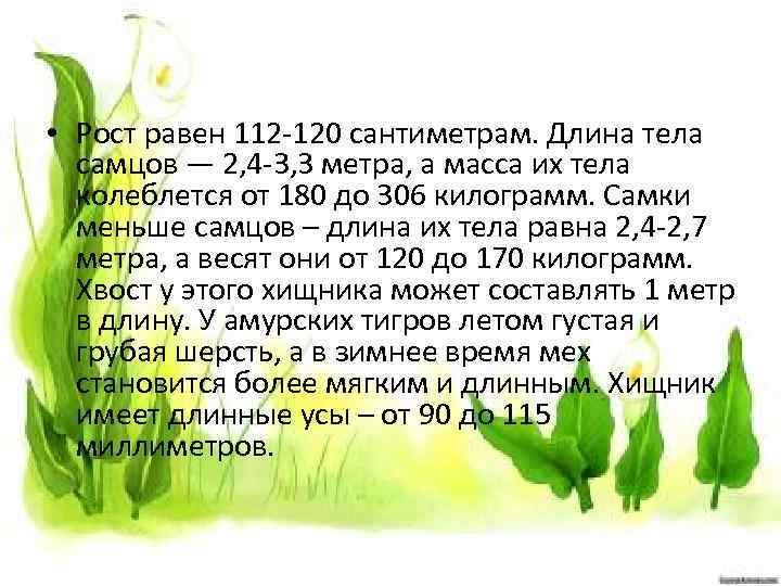  • Рост равен 112 -120 сантиметрам. Длина тела самцов — 2, 4 -3,
