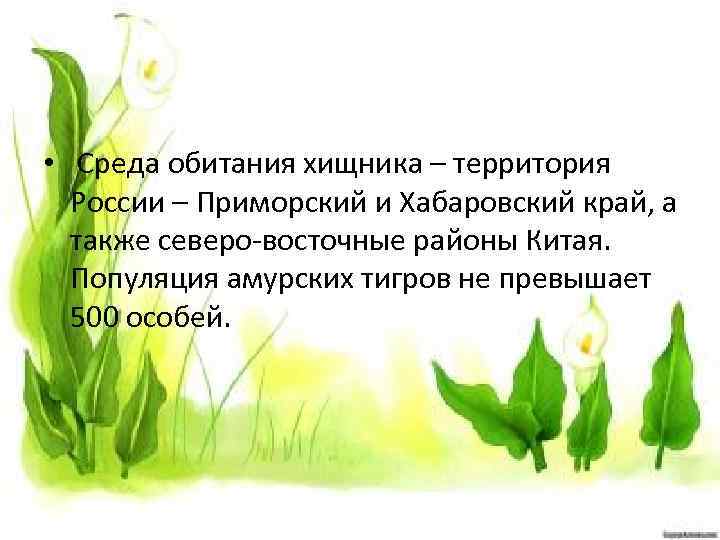  • Среда обитания хищника – территория России – Приморский и Хабаровский край, а
