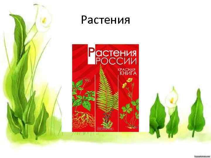Растения 