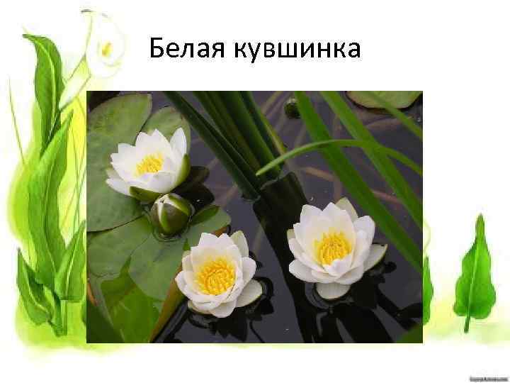 Белая кувшинка 