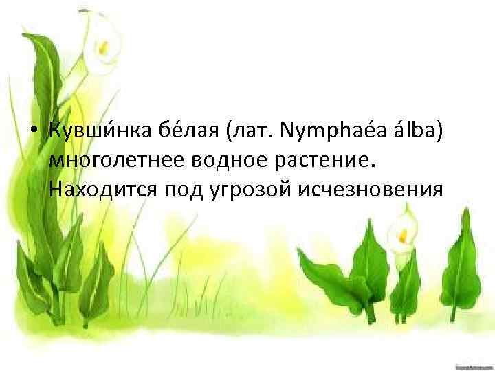  • Кувши нка бе лая (лат. Nymphaéa álba) многолетнее водное растение. Находится под