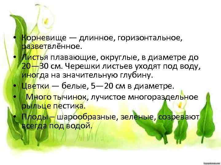  • Корневище — длинное, горизонтальное, разветвлённое. • Листья плавающие, округлые, в диаметре до
