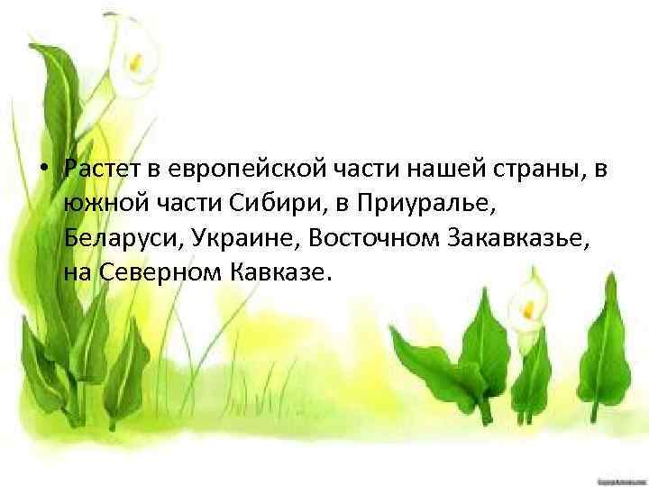  • Растет в европейской части нашей страны, в южной части Сибири, в Приуралье,