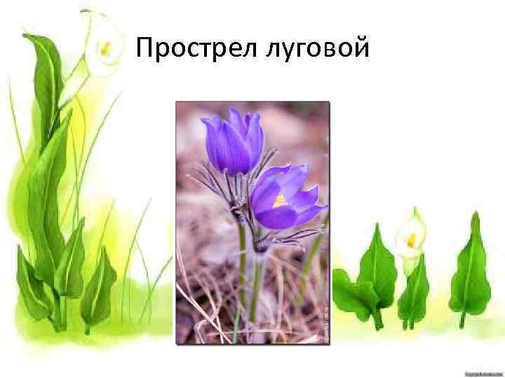 Прострел луговой 