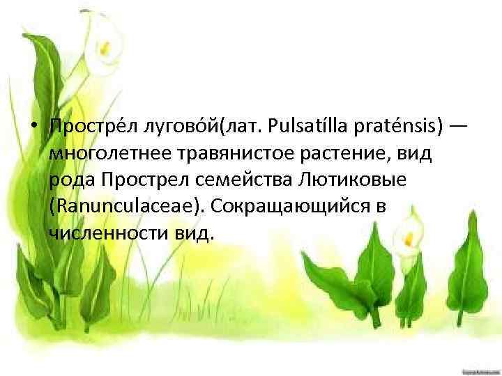  • Простре л лугово й(лат. Pulsatílla praténsis) — многолетнее травянистое растение, вид рода