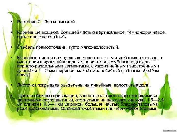 • Растение 7— 30 см высотой. • Корневище мощное, большей частью вертикальное, тёмно-коричневое,