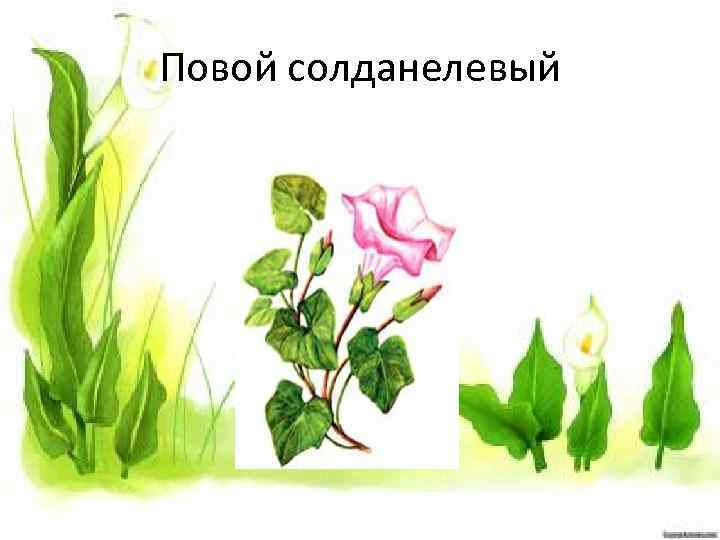 Повой солданелевый 