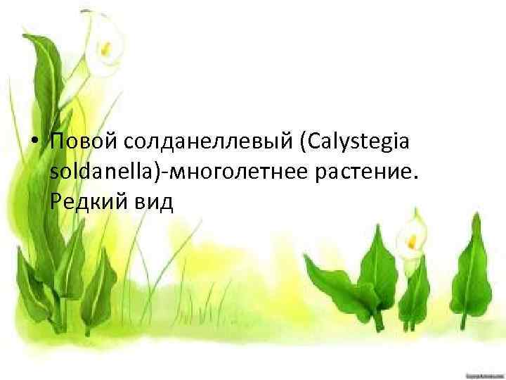  • Повой солданеллевый (Calystegia soldanella)-многолетнее растение. Редкий вид 