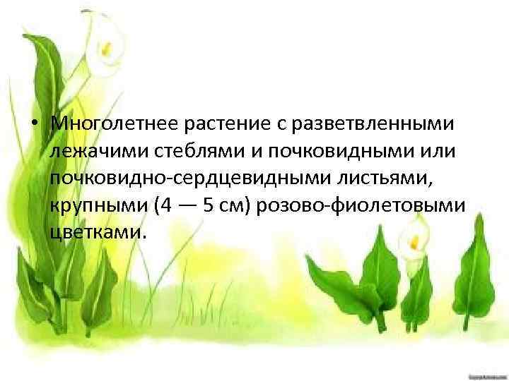  • Многолетнее растение с разветвленными лежачими стеблями и почковидными или почковидно-сердцевидными листьями, крупными