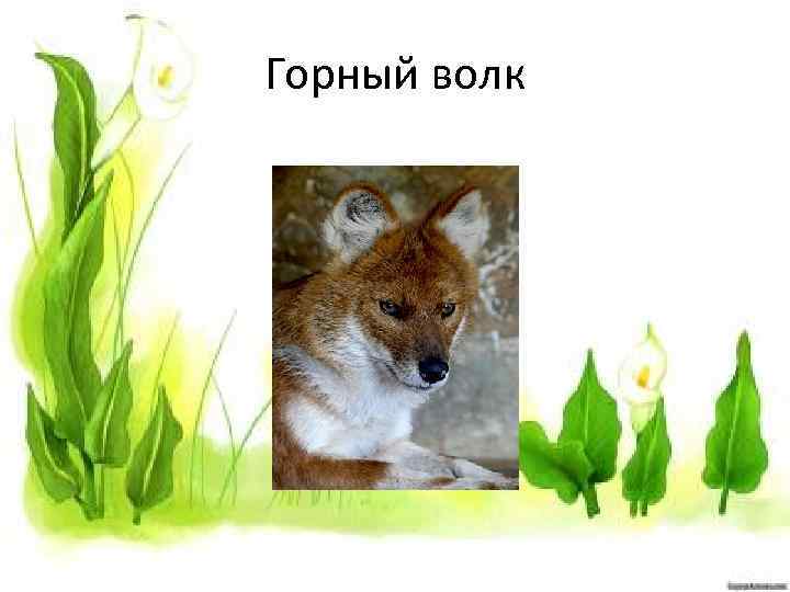 Горный волк 