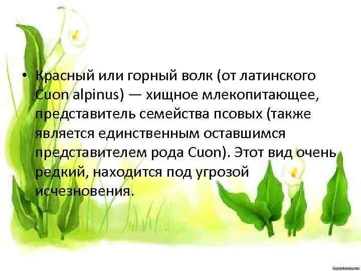  • Красный или горный волк (от латинского Cuon alpinus) — хищное млекопитающее, представитель