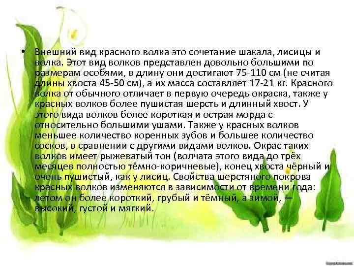  • Внешний вид красного волка это сочетание шакала, лисицы и волка. Этот вид